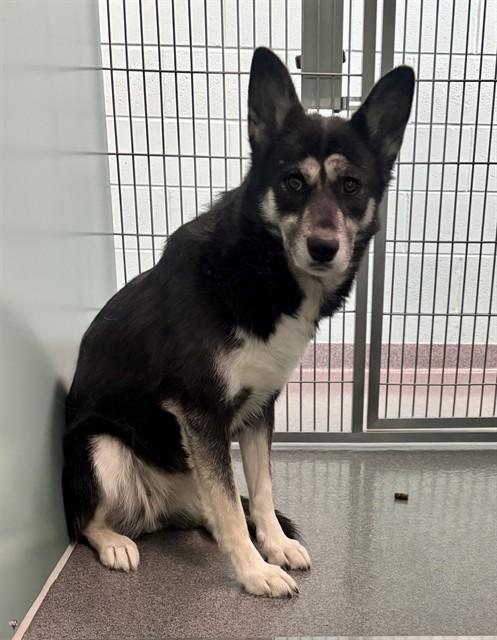 IRIS, Adoptable, Adult Female Siberian Husky.