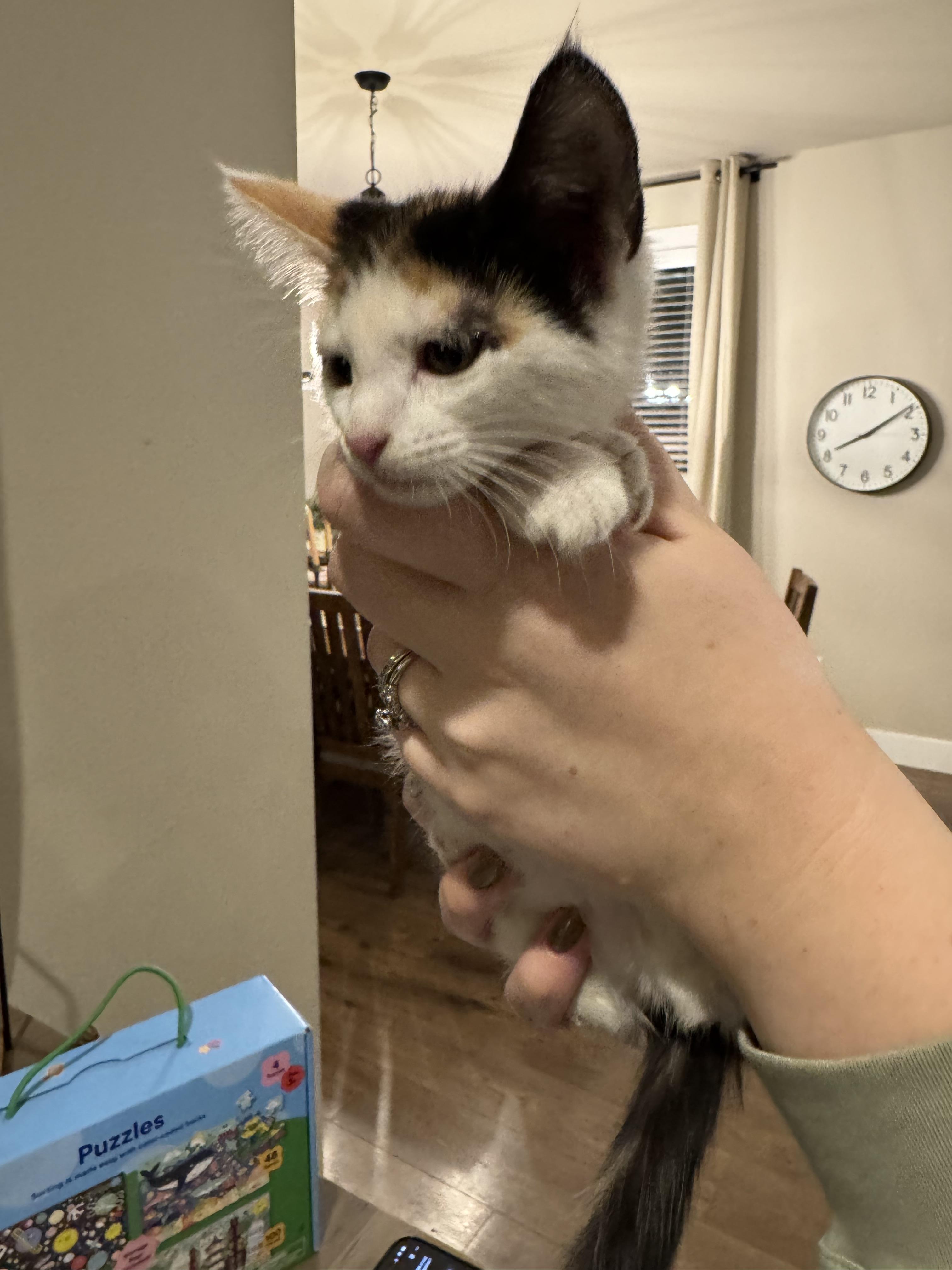 Cat available for adoption - None