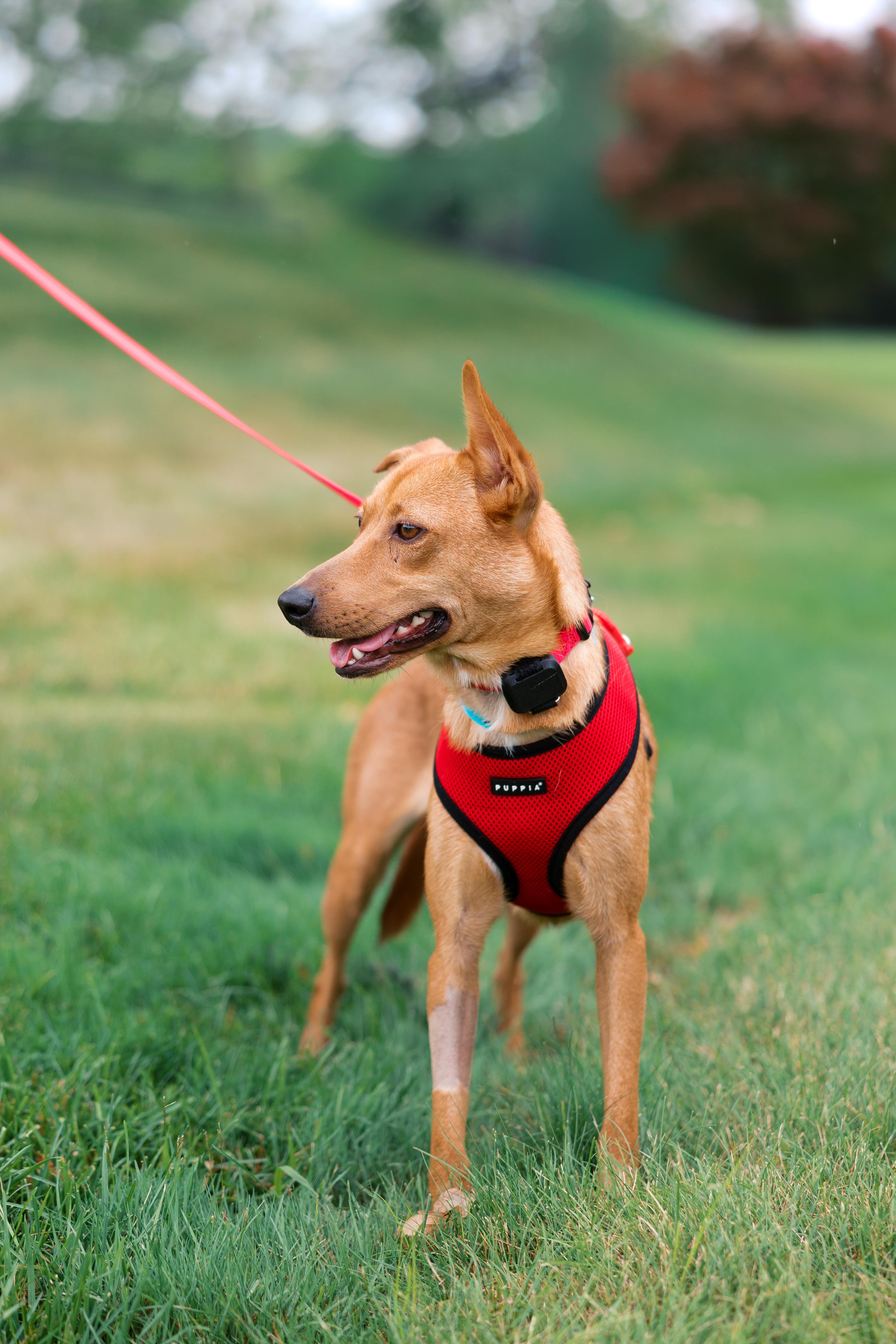 Sugar, a ADOPTABLE Mixed Breed in New Britain, CT image 1/4