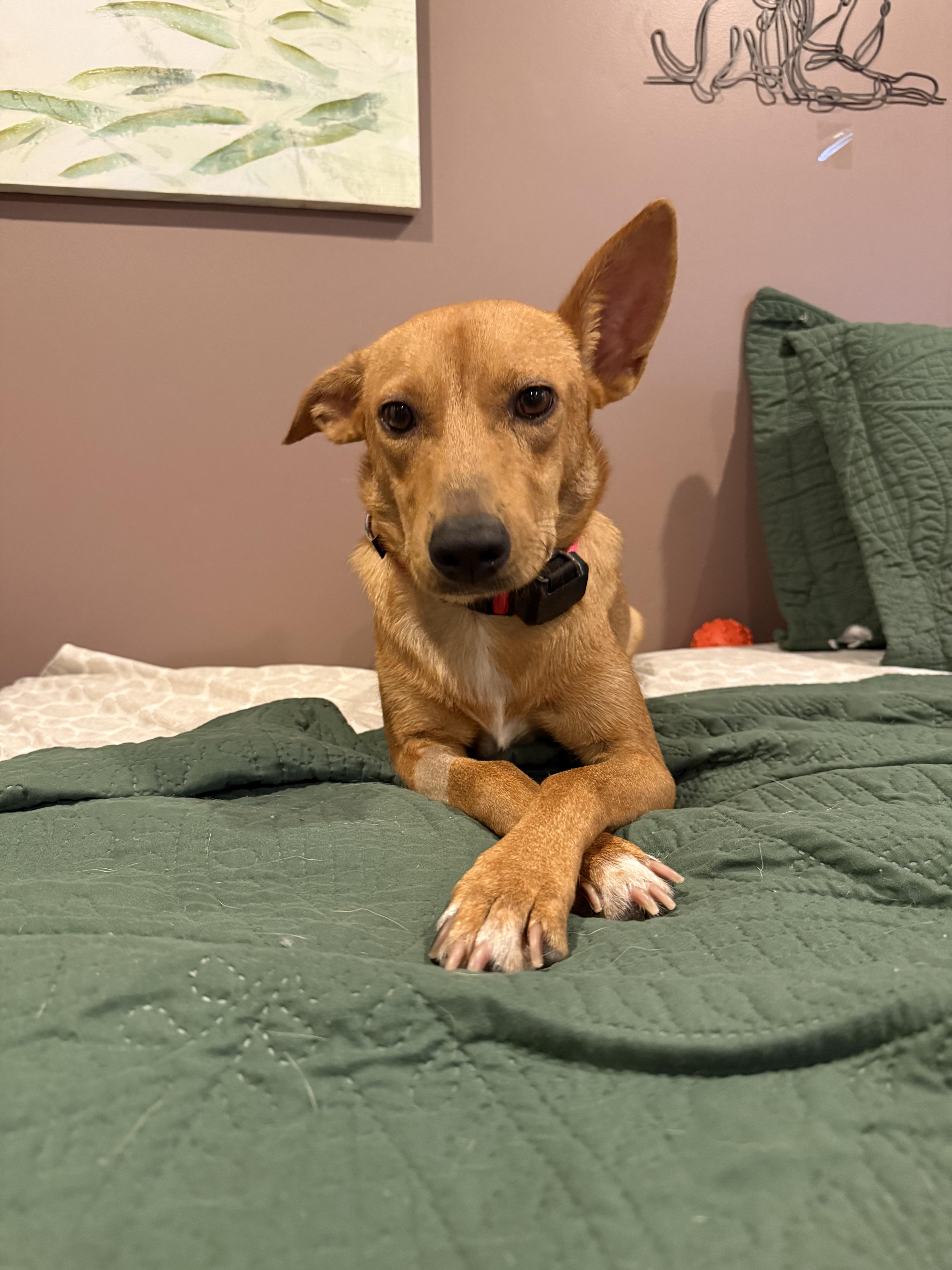Sugar, a ADOPTABLE Mixed Breed in New Britain, CT image 3/4