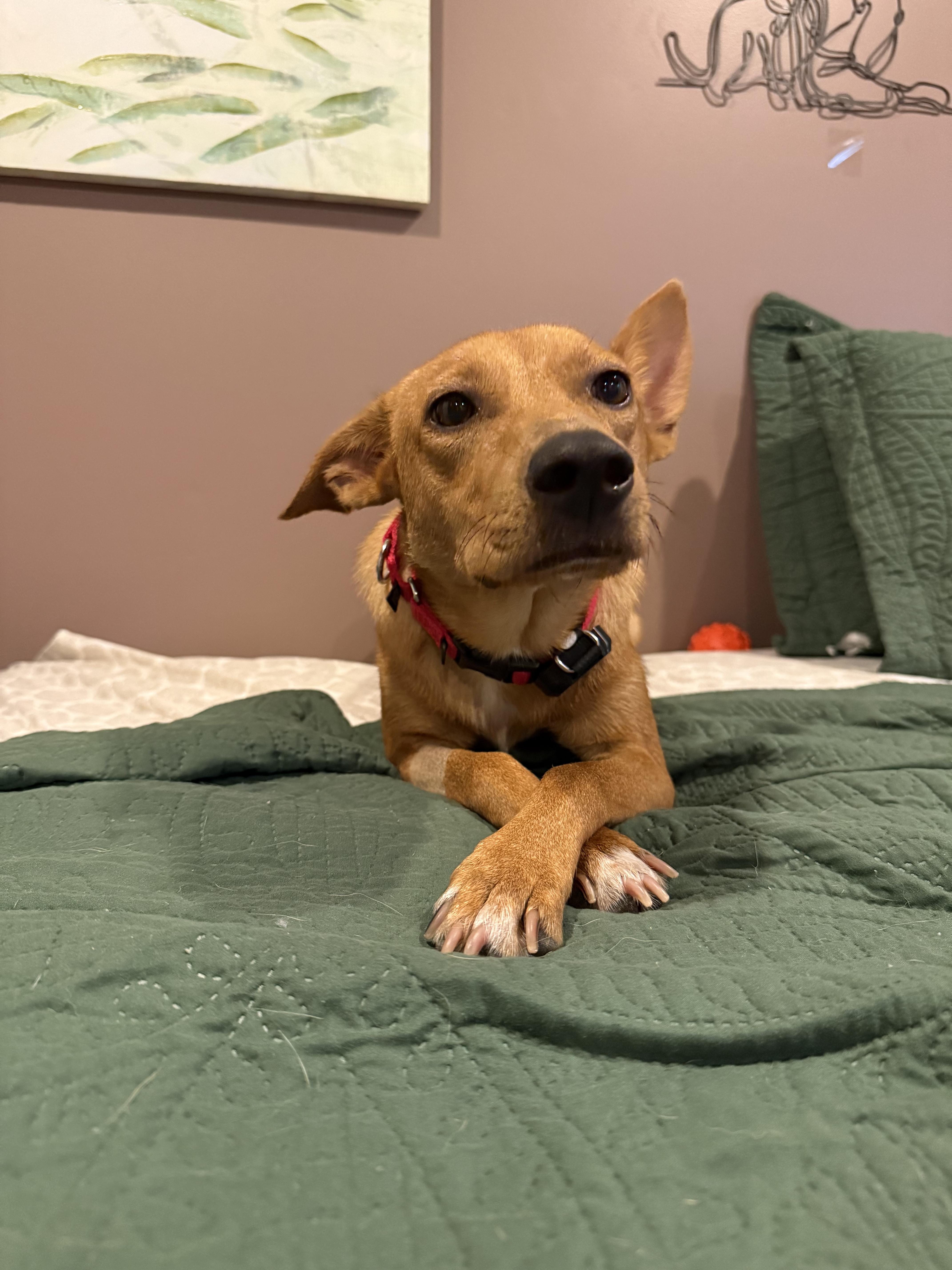 Sugar, a ADOPTABLE Mixed Breed in New Britain, CT image 4/4