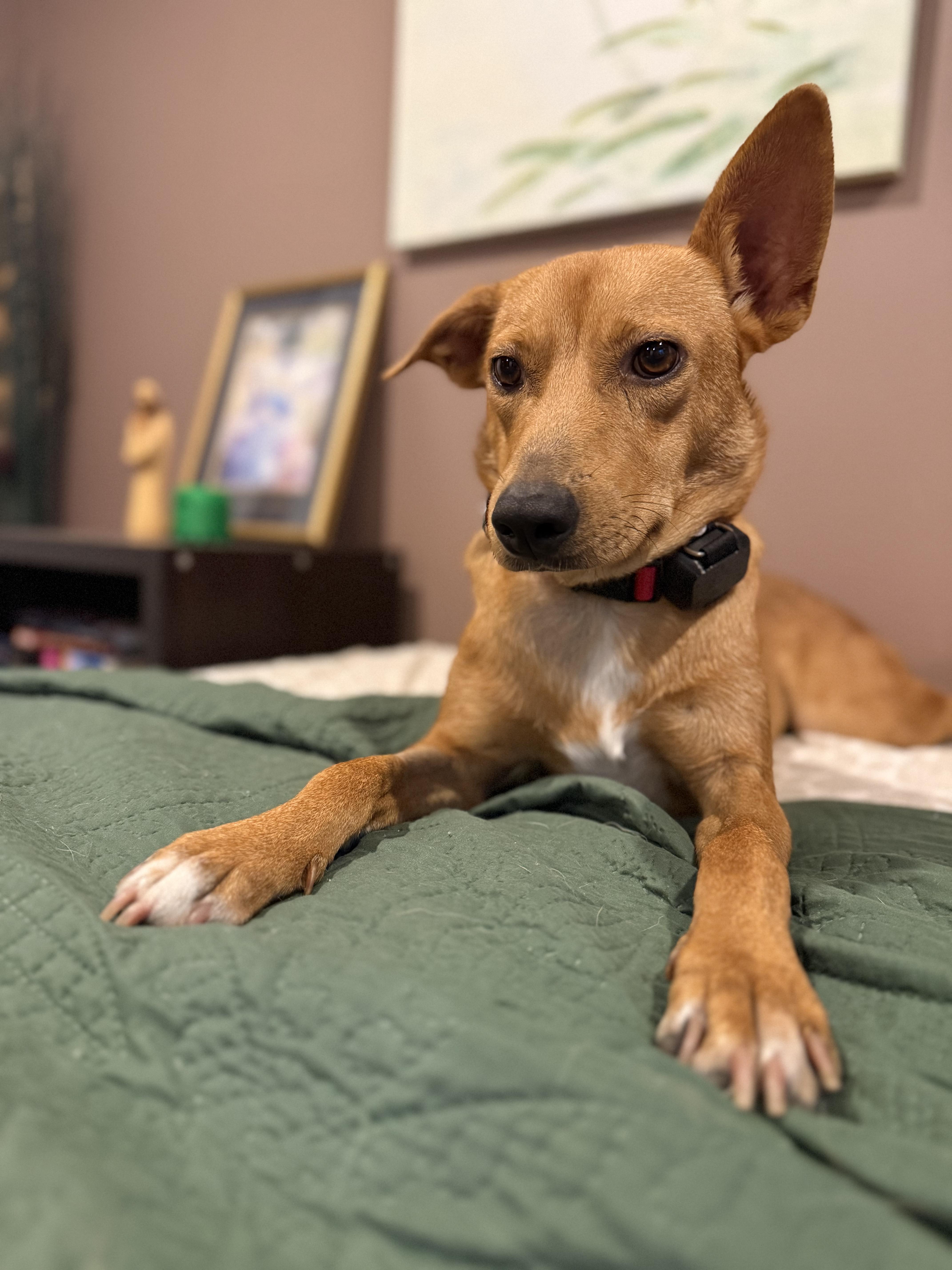 Sugar, a ADOPTABLE Mixed Breed in New Britain, CT image 2/4