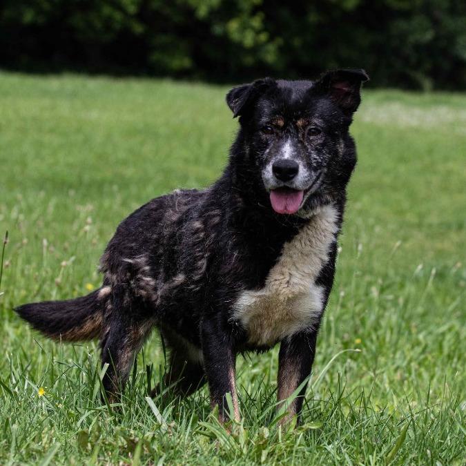 Snickers, Adoptable, Senior Female Australian Shepherd & Cattle Dog.