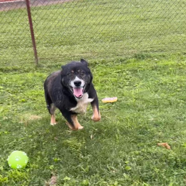 Snickers, a Adoptable mixed breed in Henderson, KY image 2/5