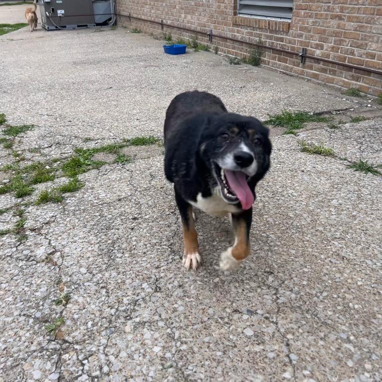 Snickers, a Adoptable mixed breed in Henderson, KY image 4/5