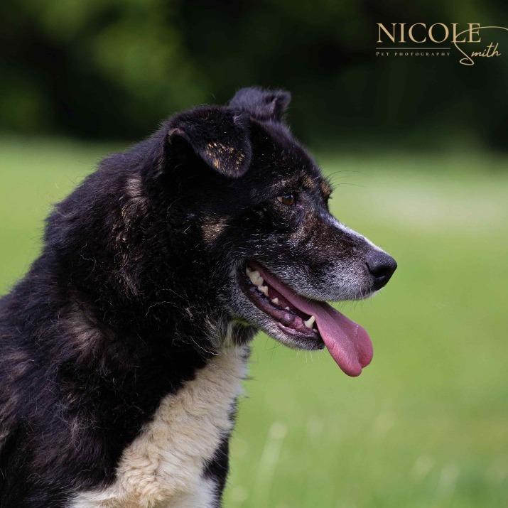 Snickers, a Adoptable mixed breed in Henderson, KY image 5/5