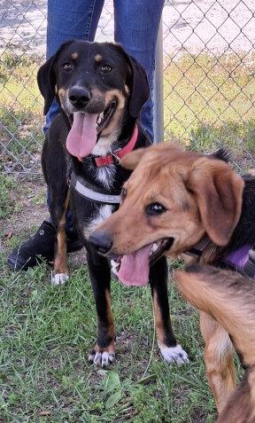 Bailey, a Adopted mixed breed in Mountain View, AR image 1/3