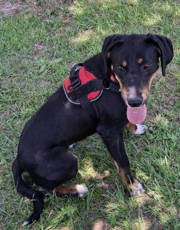 Bailey, a Adopted mixed breed in Mountain View, AR image 2/3