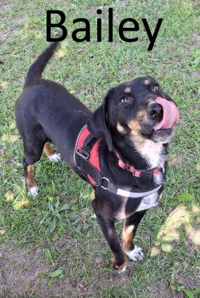 Bailey, a Adopted mixed breed in Mountain View, AR image 3/3