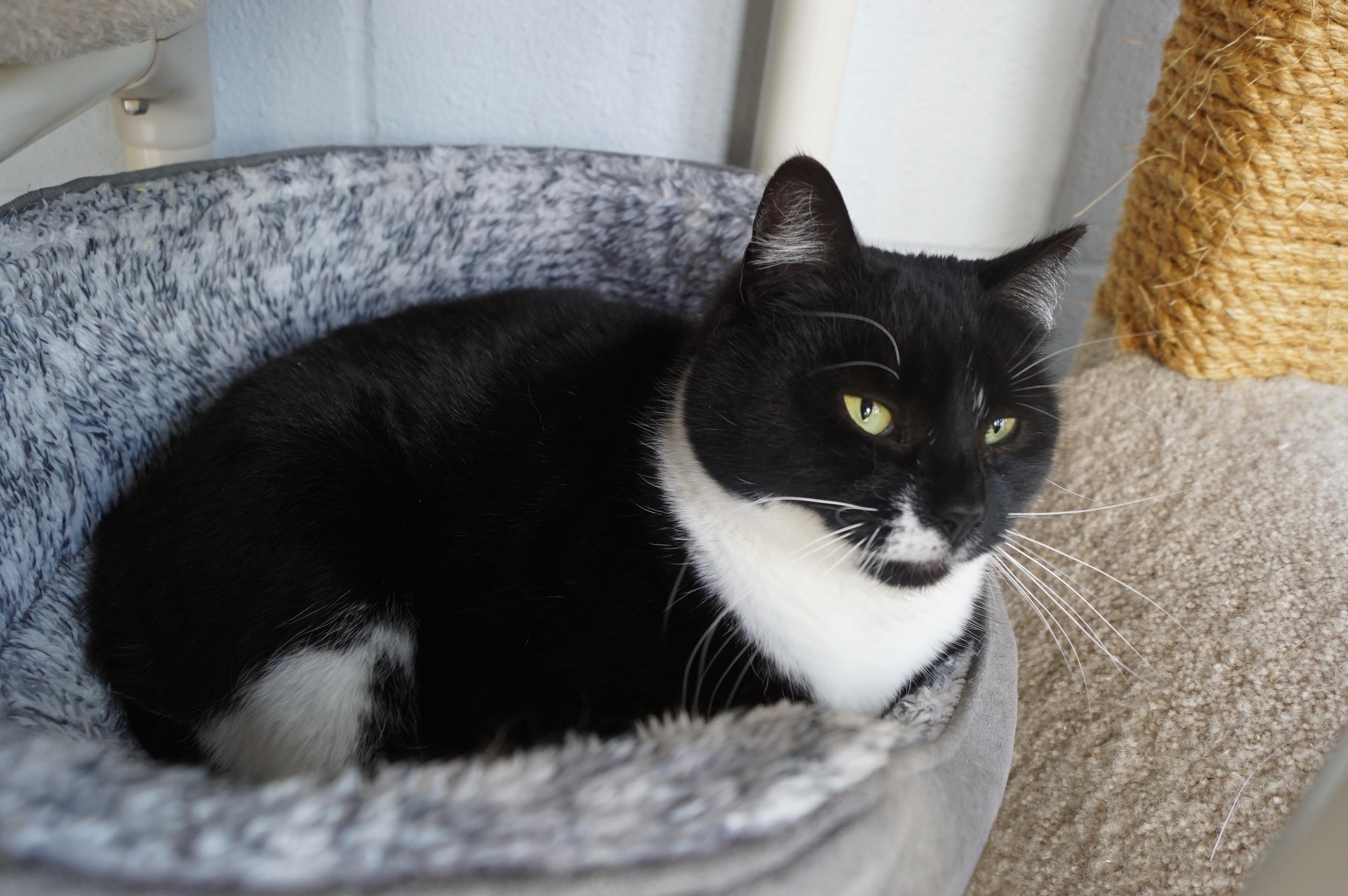 Maggie Mae, Adoptable, Adult Female Tuxedo & Domestic Short Hair.