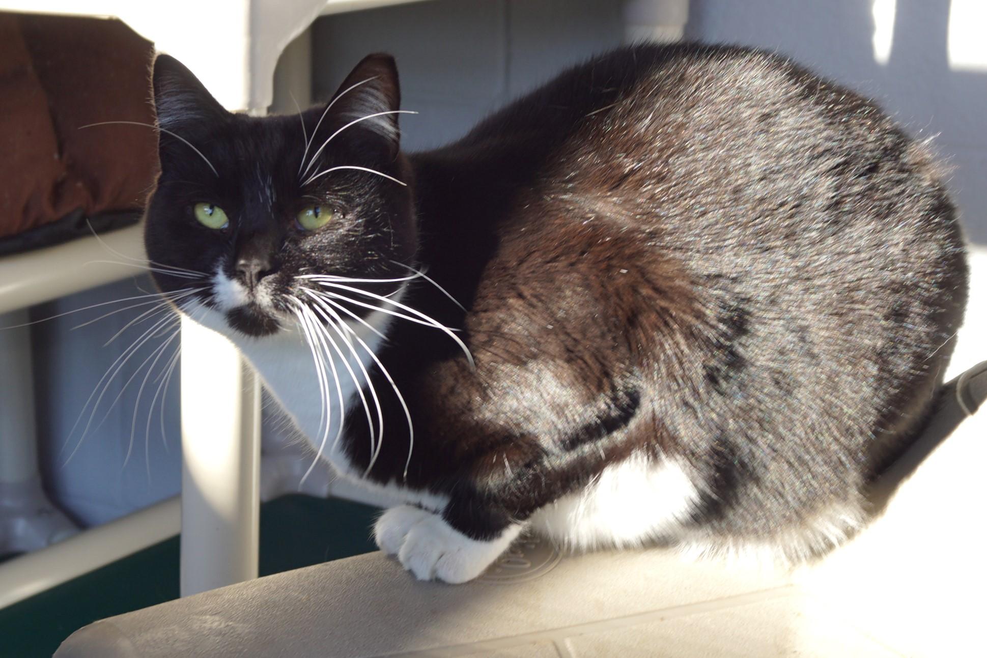 Maggie Mae, a Adoptable mixed breed in New Milford, CT image 4/6