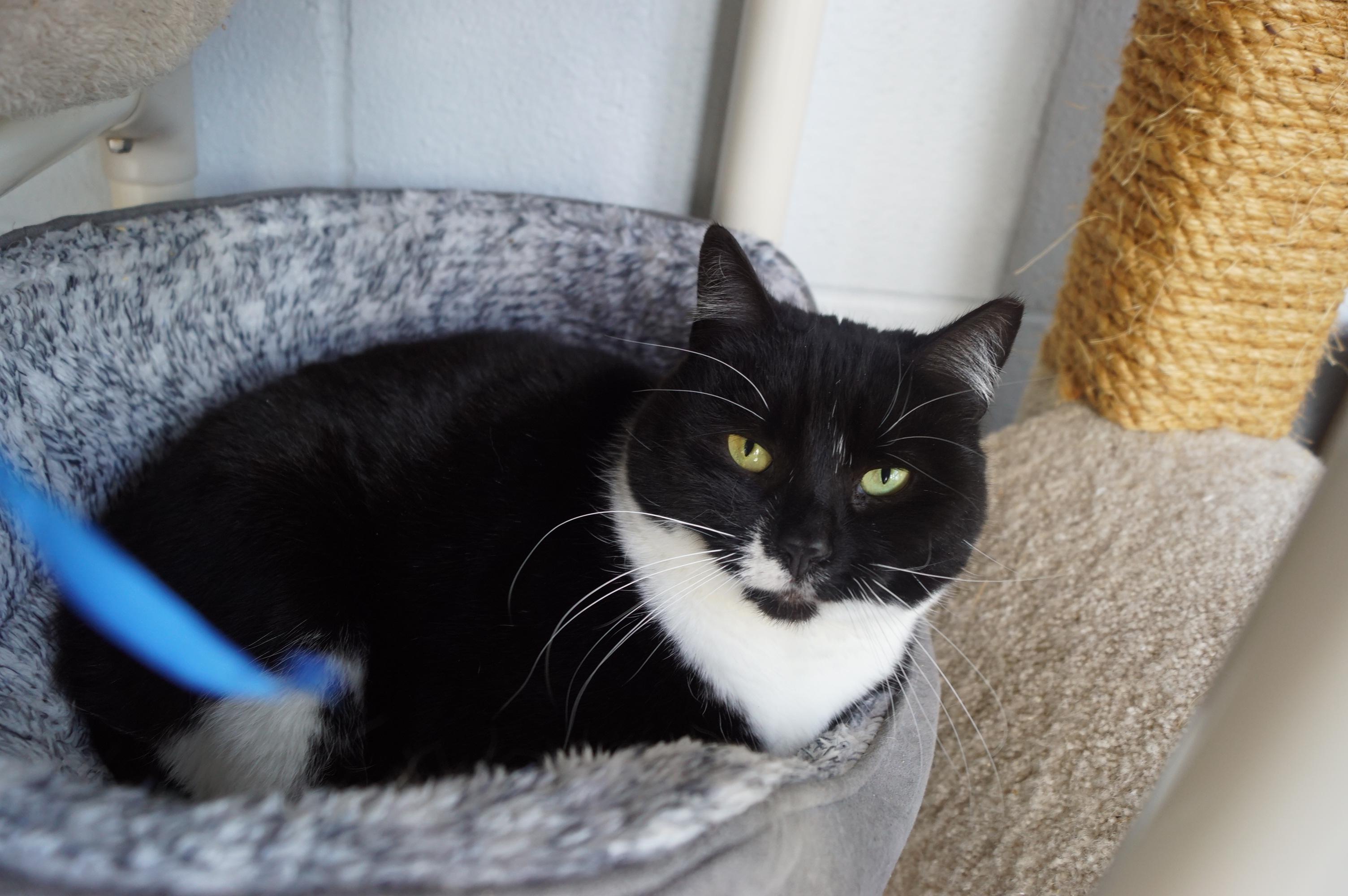 Maggie Mae, a Adoptable mixed breed in New Milford, CT image 4/6
