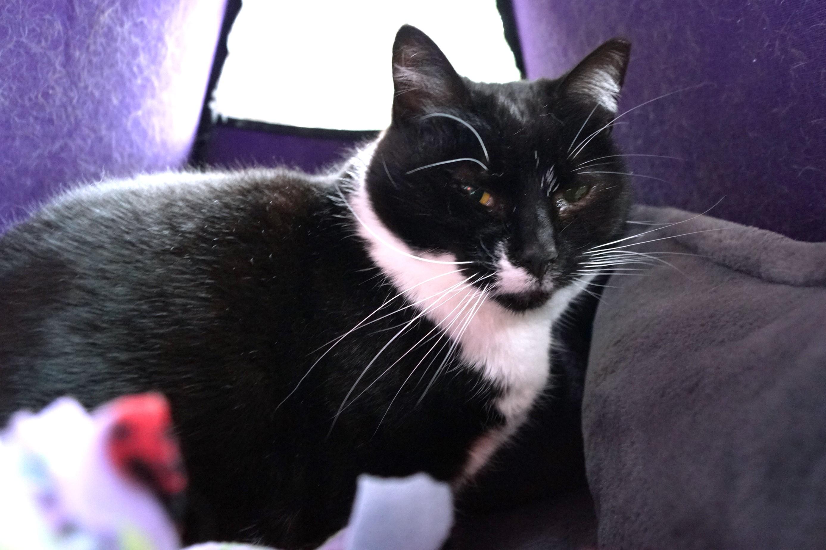 Maggie Mae, Adult Female unknown