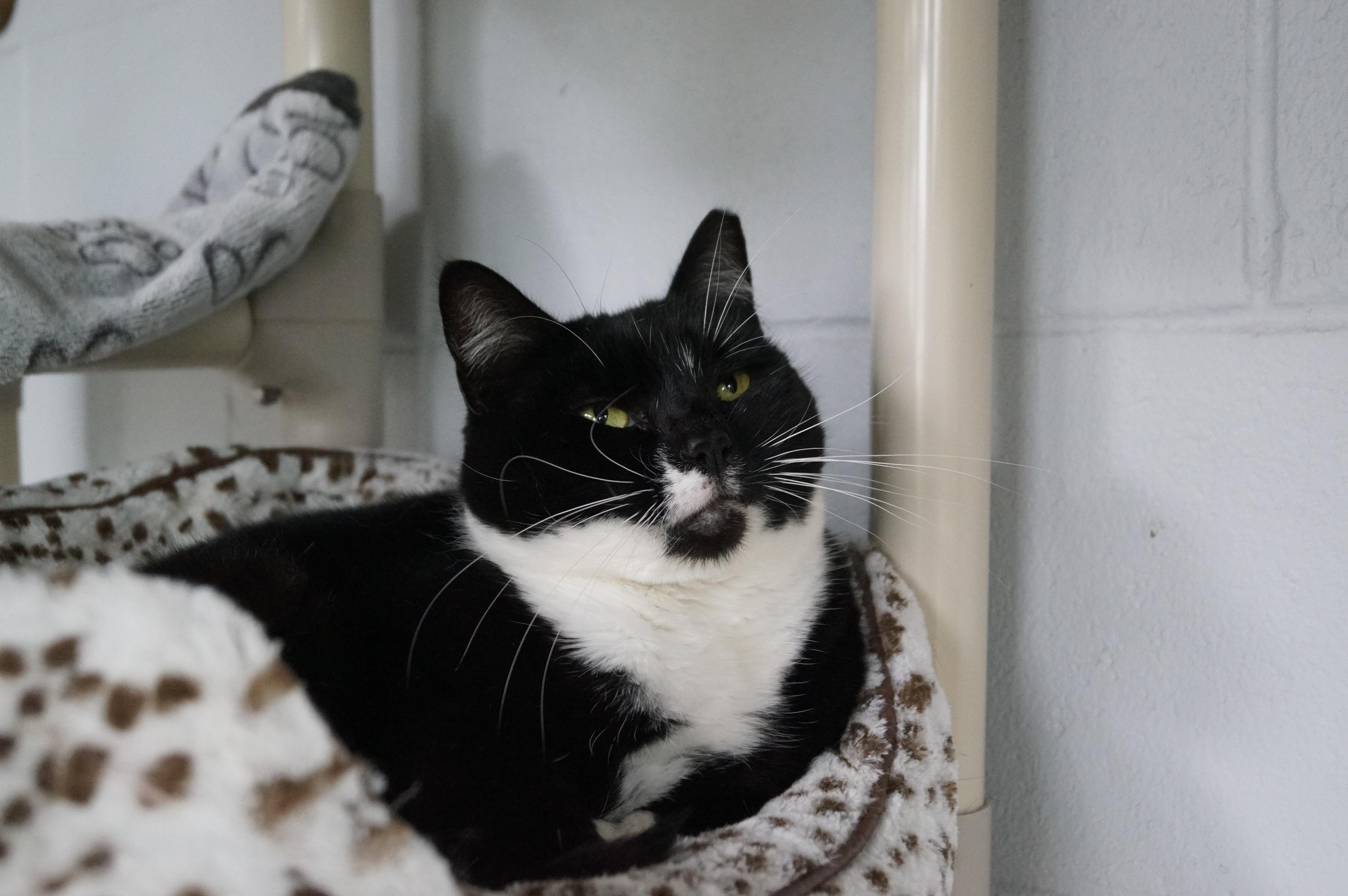 Maggie Mae, Adoptable, Adult Female Tuxedo & Domestic Short Hair.