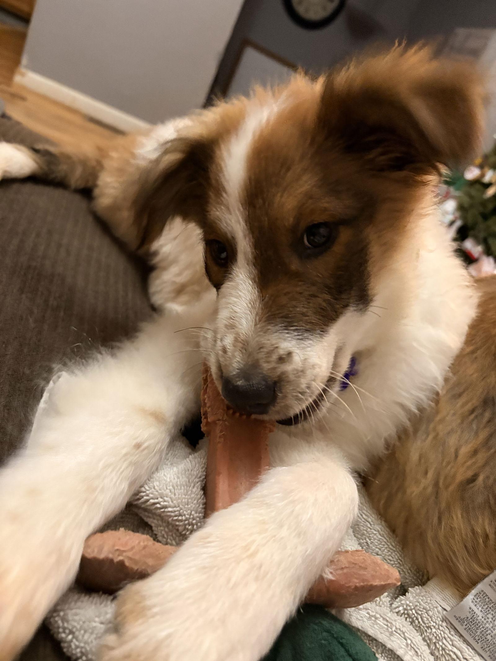 Phasmatos thumbnail 3