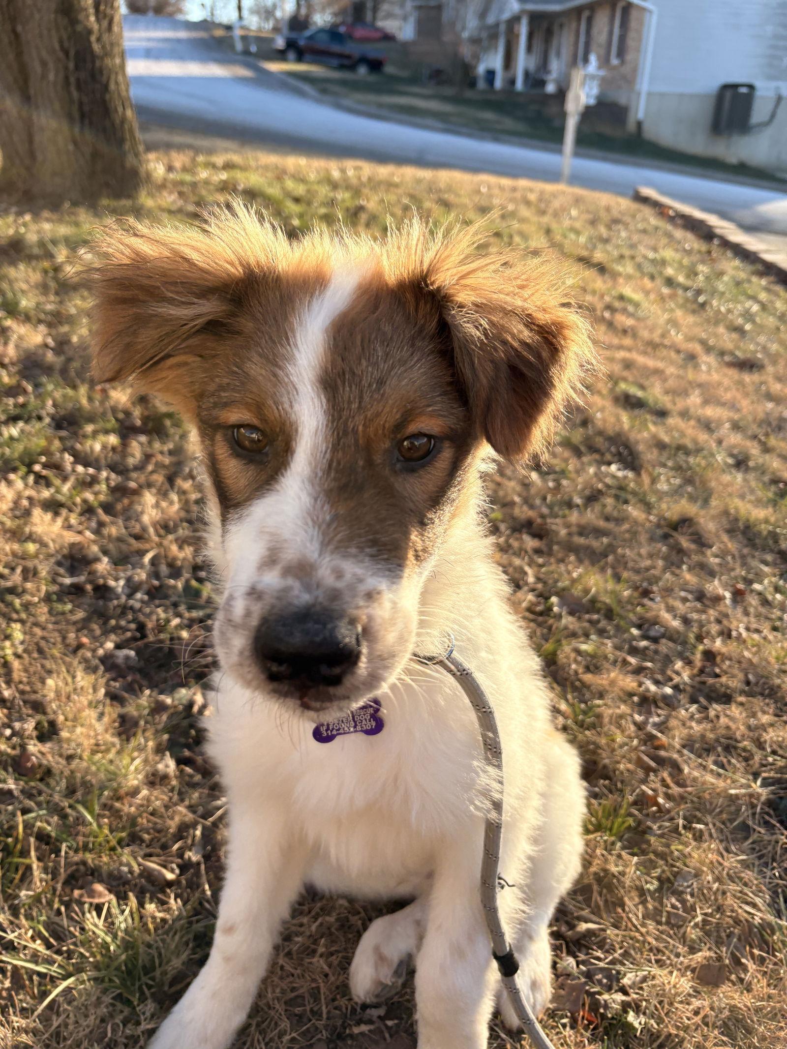 Phasmatos thumbnail 4