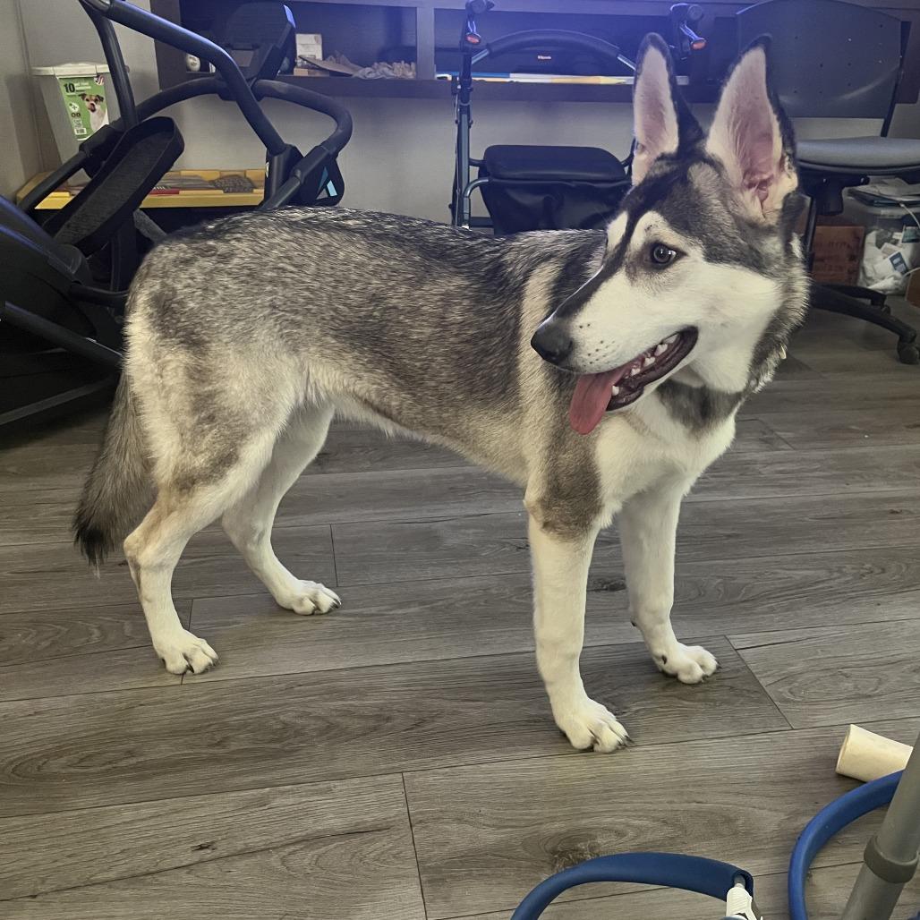 Abby, Adoptable, Young Female German Shepherd Dog.