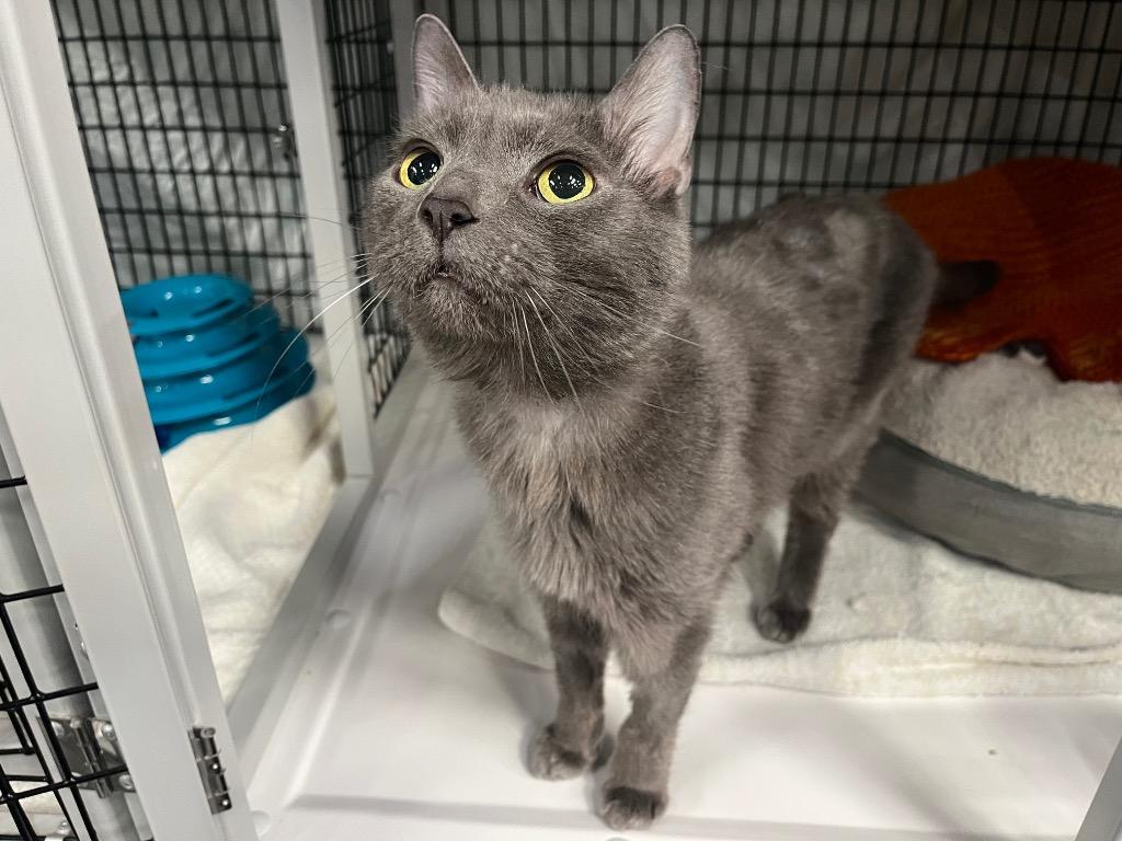 Sir Edmonton, Adoptable, Senior Male Domestic Short Hair.