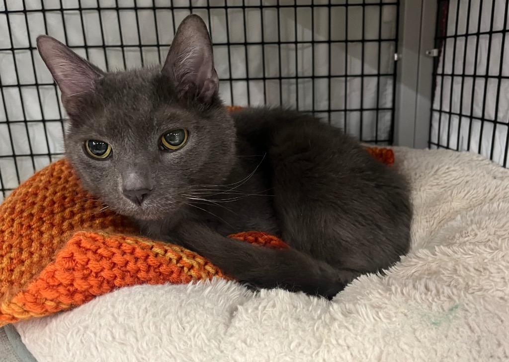 Sir Edmonton, a Adoptable mixed breed in Raleigh, NC image 2/2