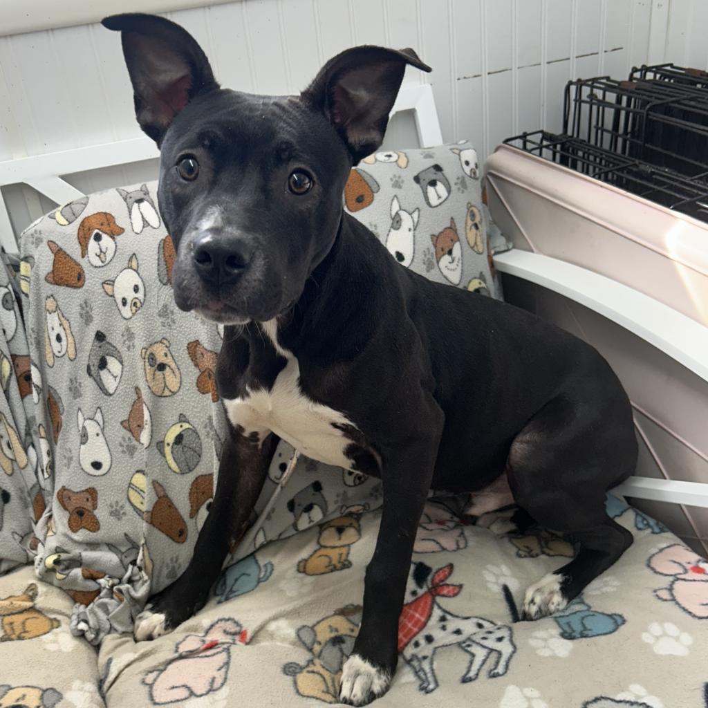 Sonic, Adoptable, Adult Male Boxer.