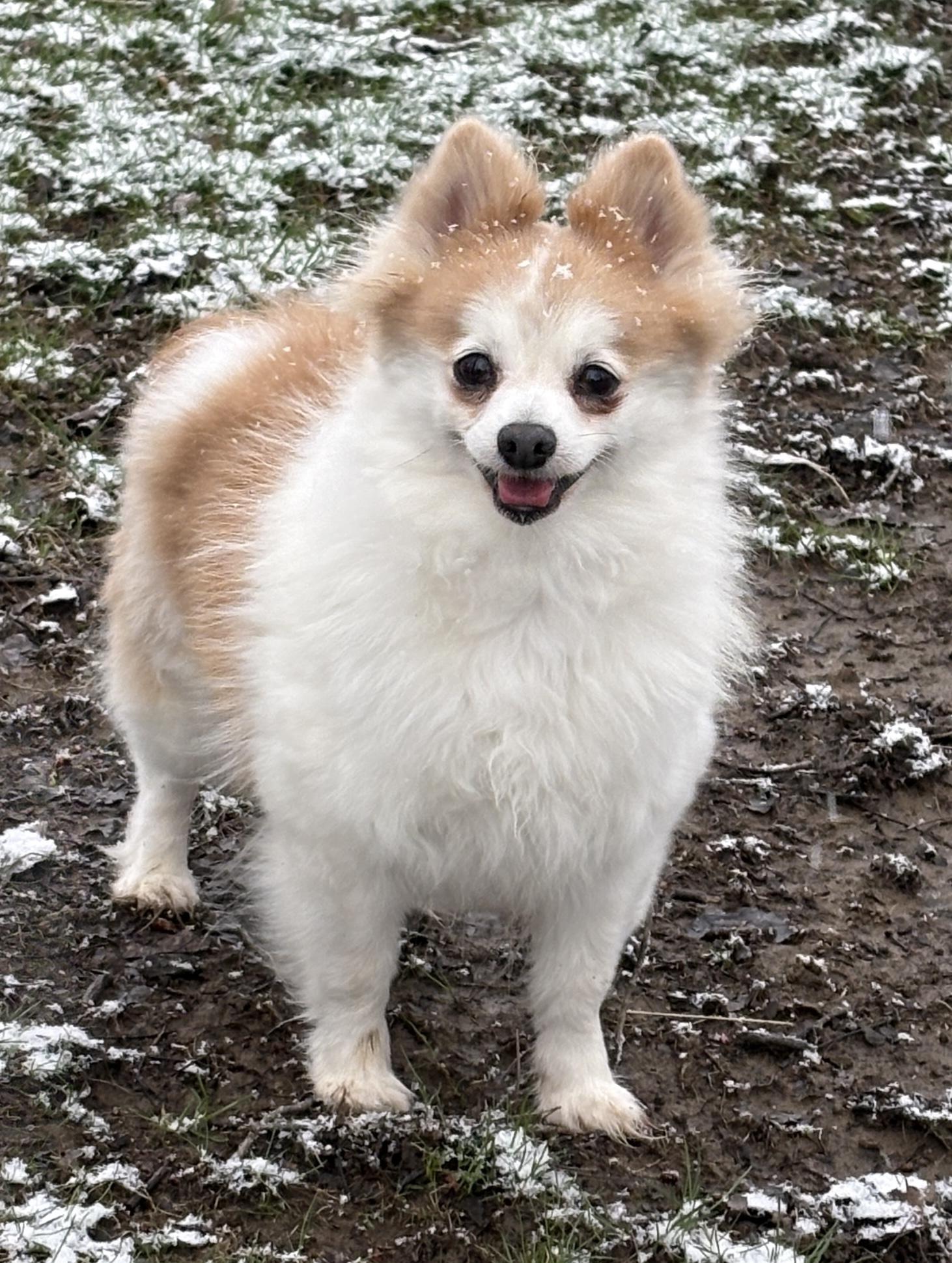 Enlarge Clover, an adoptable Pomeranian in Painesville, OH image 1/5