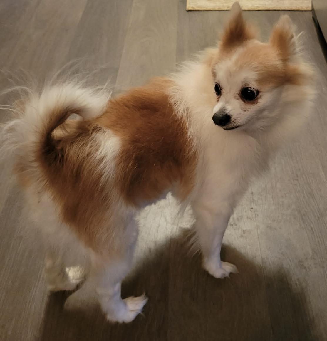 Enlarge Clover, an adoptable Pomeranian in Painesville, OH image 1/5