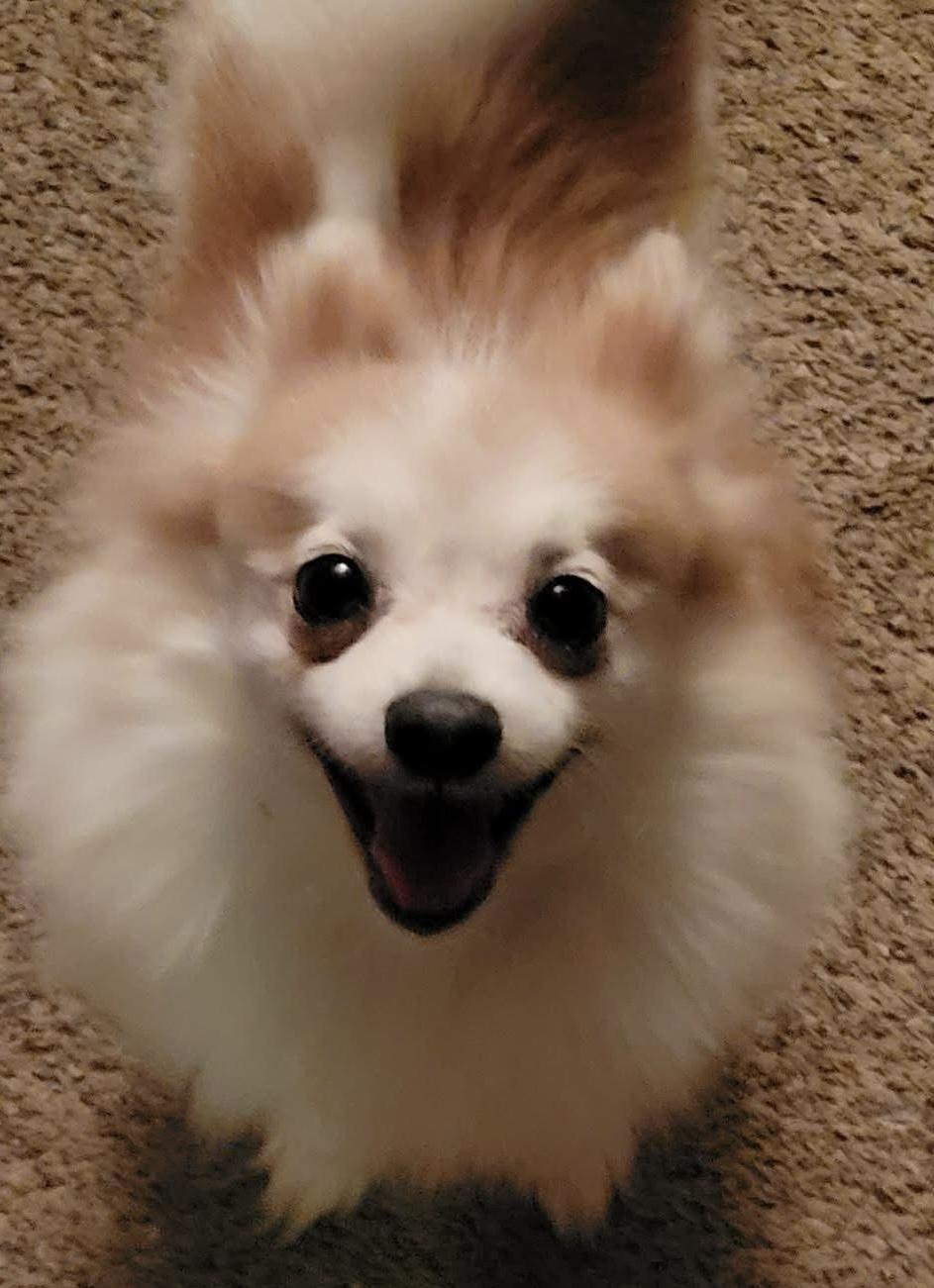 Enlarge Clover, an adoptable Pomeranian in Painesville, OH image 5/5