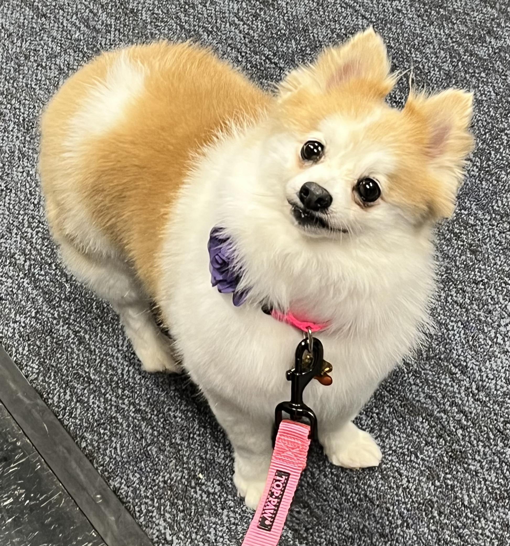Enlarge Clover, an adoptable Pomeranian in Painesville, OH image 2/5