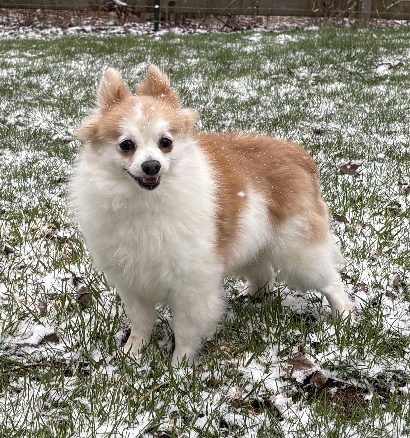 Enlarge Clover, an adoptable Pomeranian in Painesville, OH image 3/5