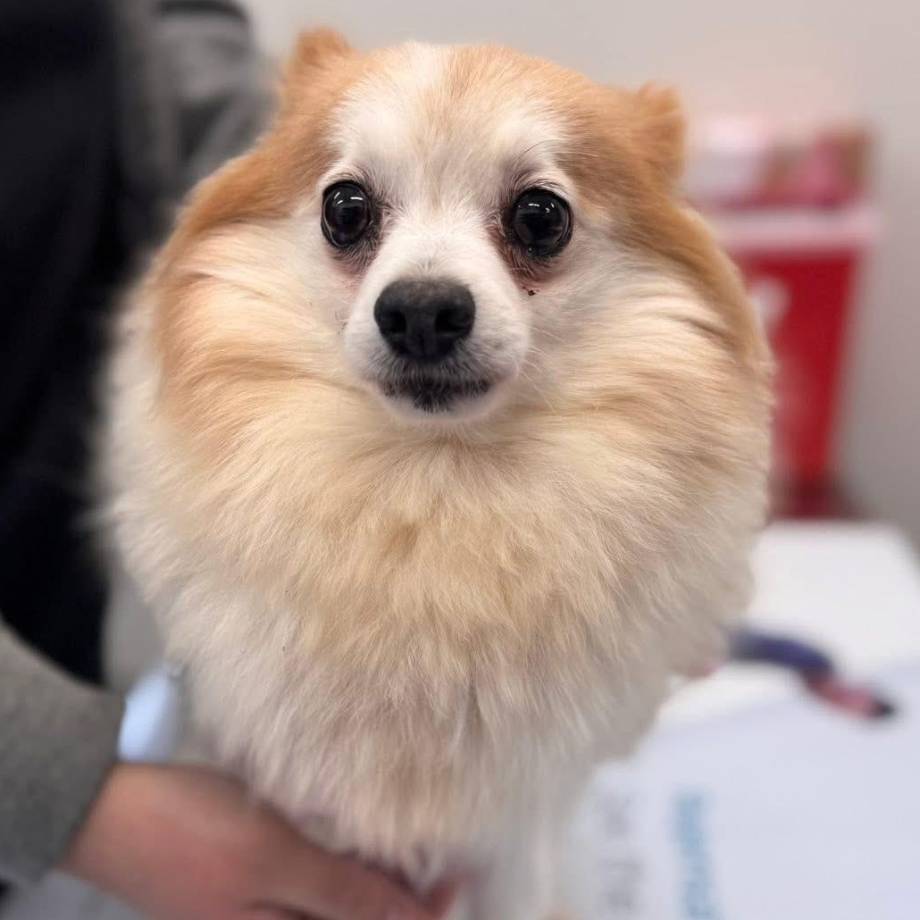 Enlarge Clover, an adoptable Pomeranian in Painesville, OH image 2/3