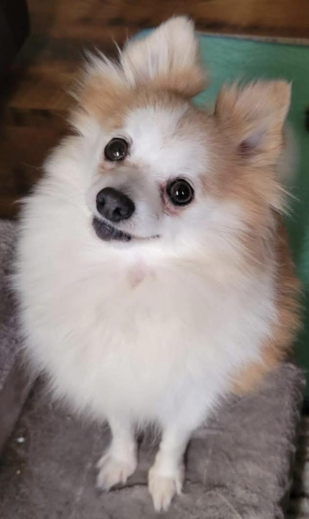 Enlarge Clover, an adoptable Pomeranian in Painesville, OH image 1/3