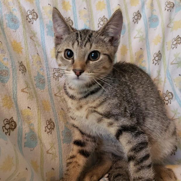 Apollo, Adoptable, Young Male Domestic Short Hair.