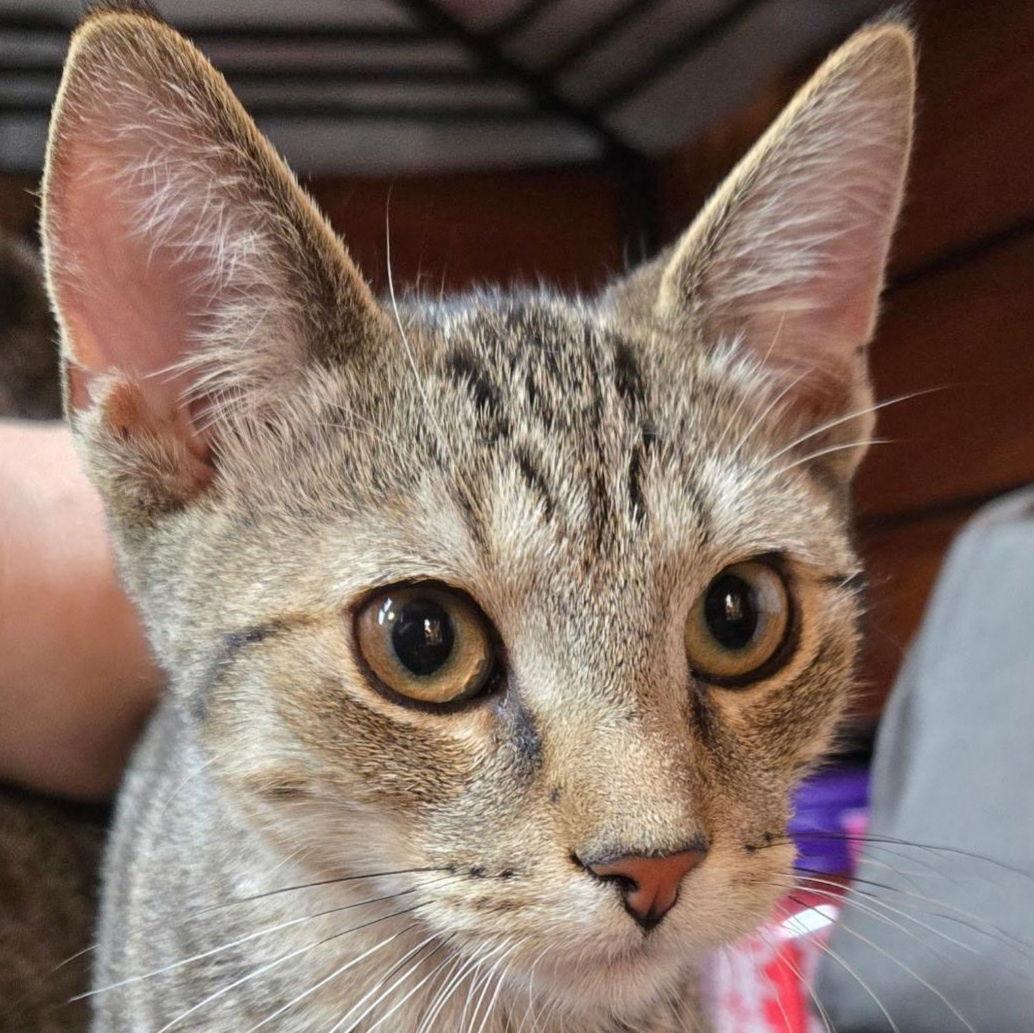 Enlarge Apollo, a Adoptable Domestic Short Hair in Fishkill, NY image 2/2