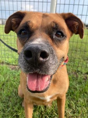 Lady Bug, Senior Female Boxer