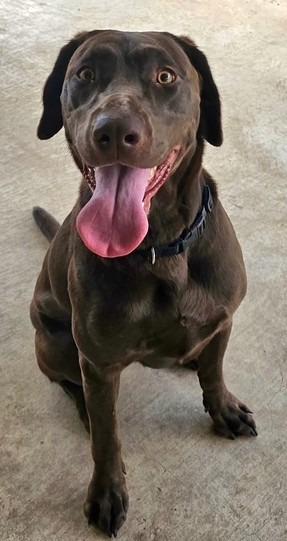 Star, Adoptable, Adult Female Labrador Retriever.