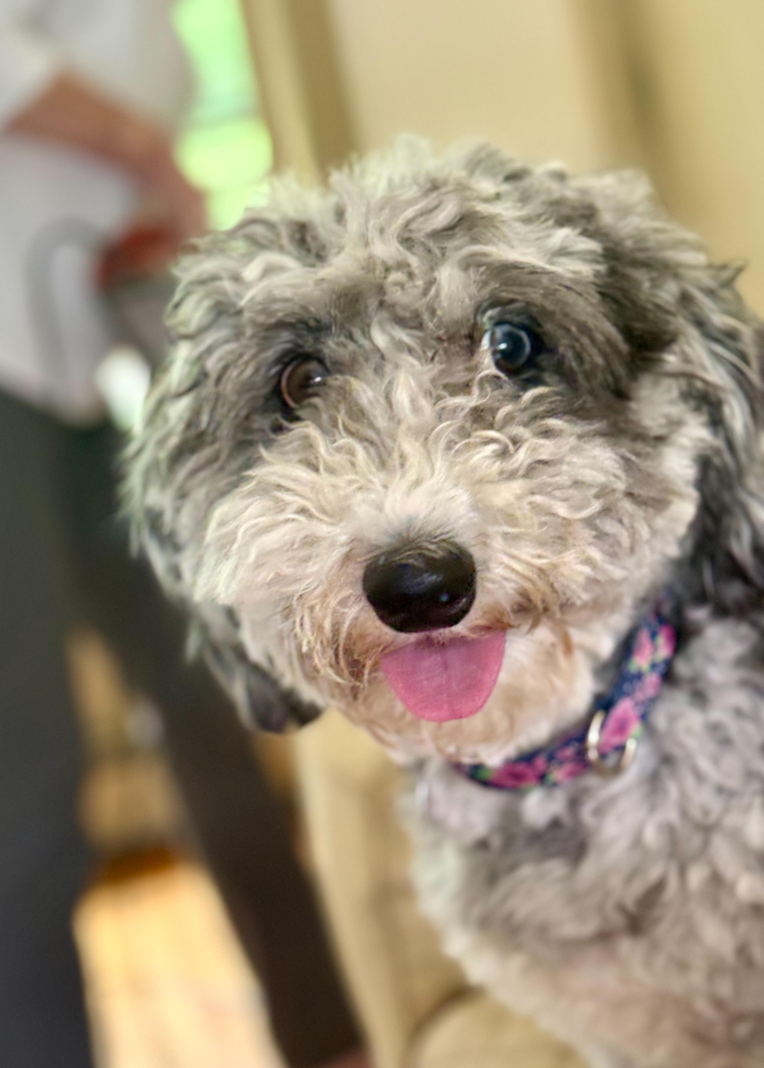 Story, a ADOPTABLE Sheepadoodle in Weare, NH image 1/6