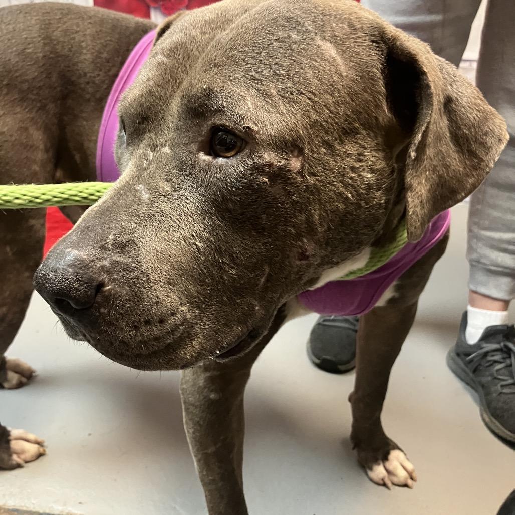 Mellow 4201 — thumbnail 2