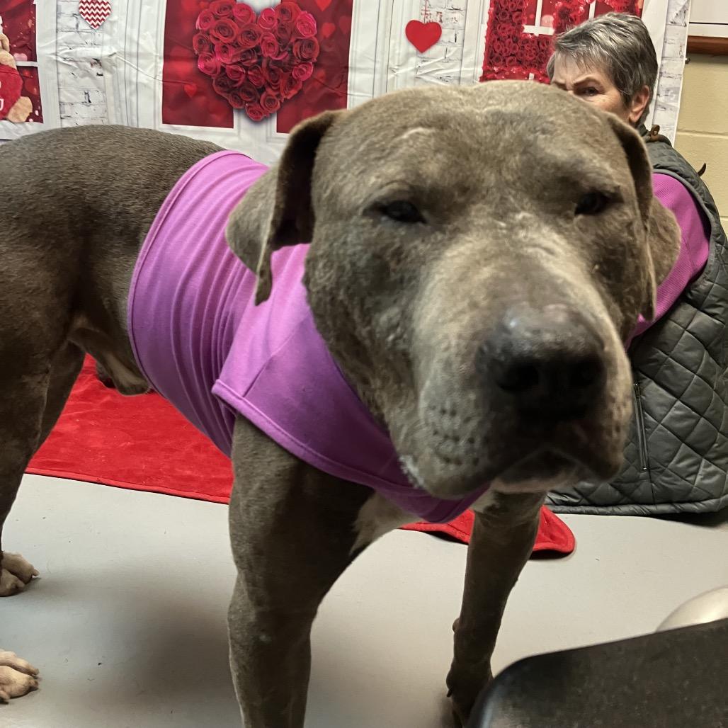 Mellow 4201 — thumbnail 3