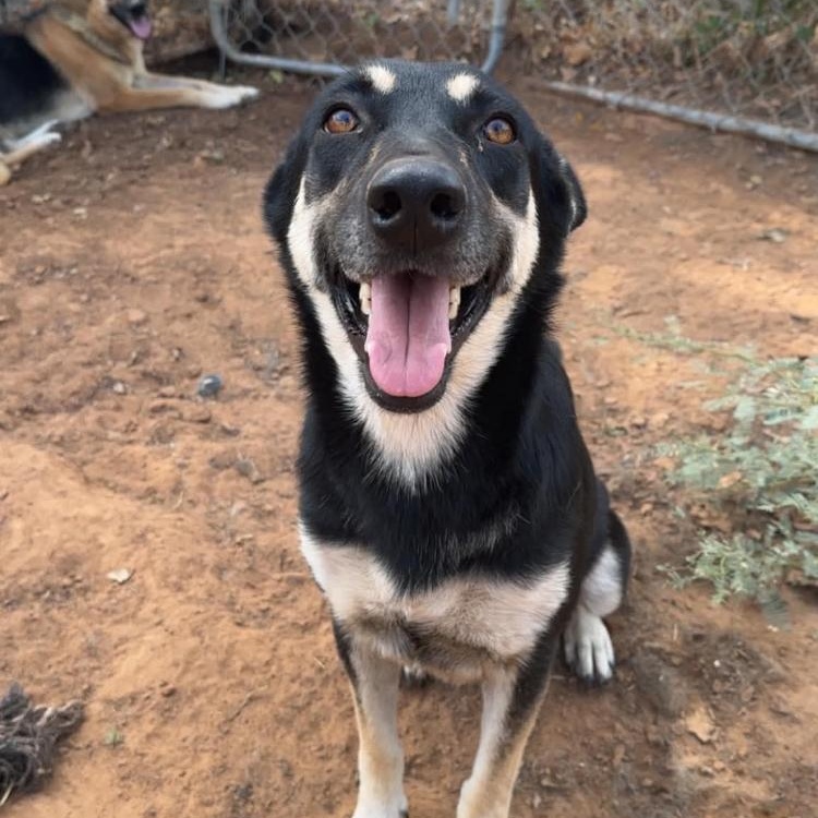 Nevada, Adoptable, Adult Female German Shepherd Dog & Husky.