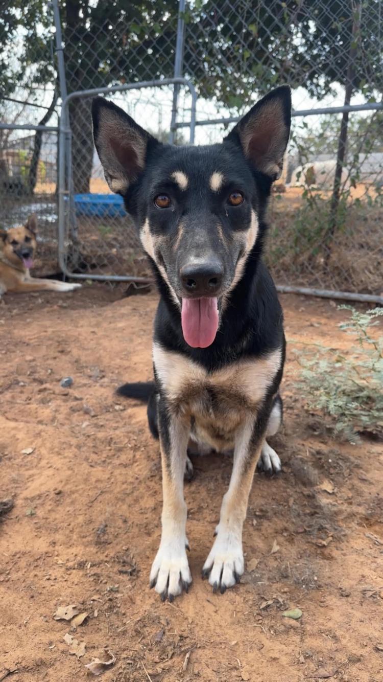 Enlarge Nevada, a Adoptable mixed breed in Arvada, CO image 2/5