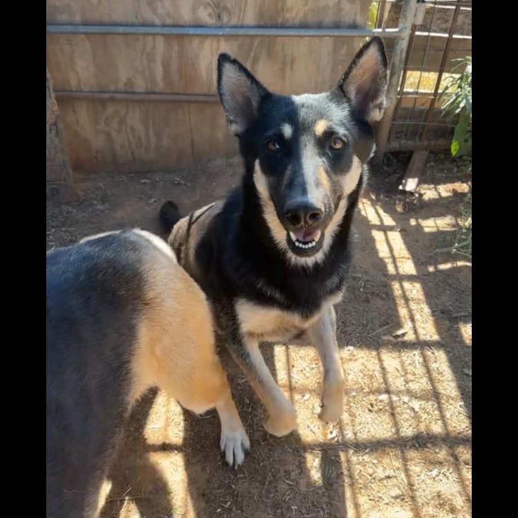 Enlarge Nevada, a Adoptable mixed breed in Arvada, CO image 5/5