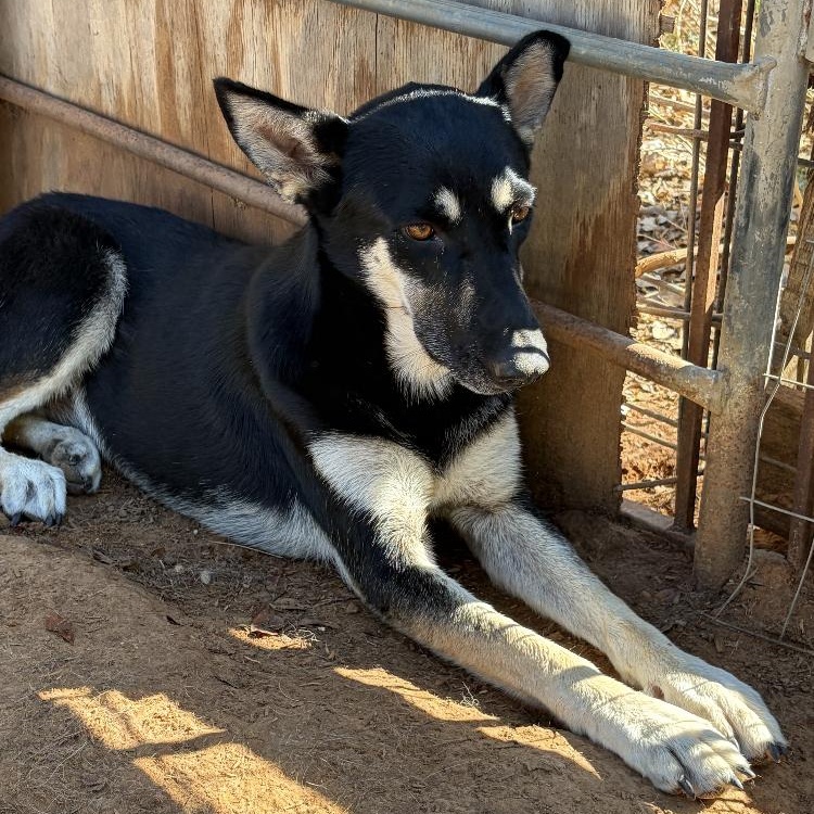 Enlarge Nevada, a Adoptable mixed breed in Arvada, CO image 4/5