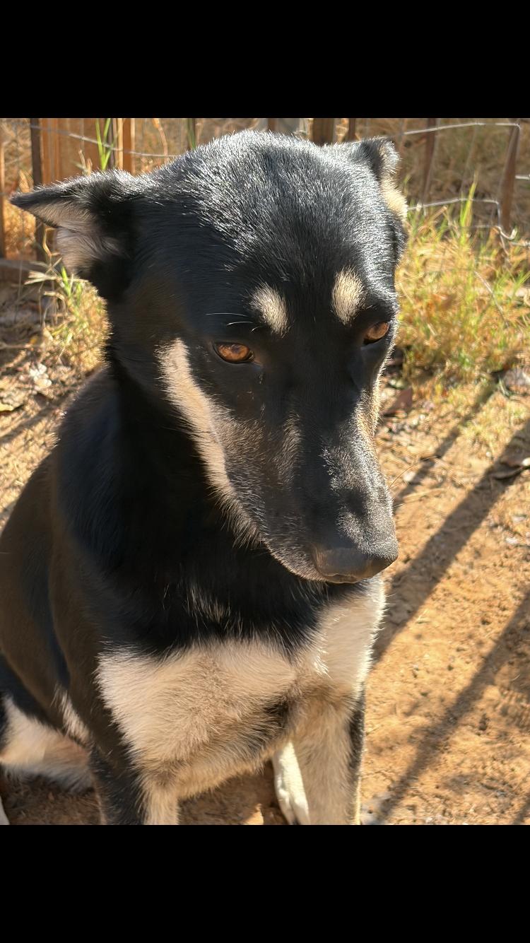 Enlarge Nevada, a Adoptable mixed breed in Arvada, CO image 3/5