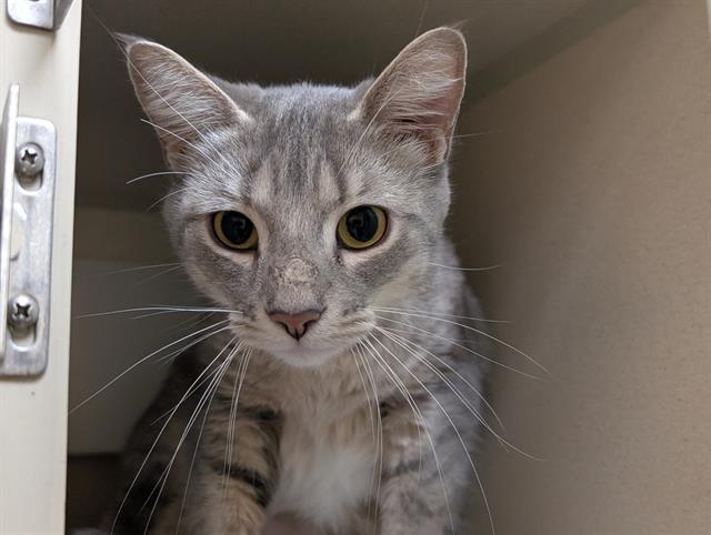GOURD, Adoptable, Young Female Domestic Short Hair.