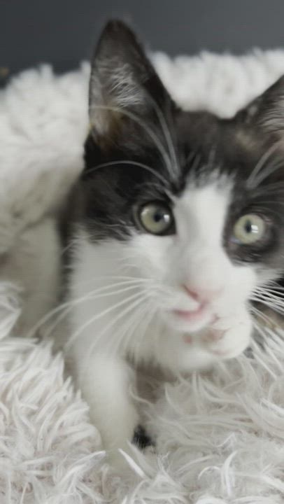 Enlarge Cinder, a Adopted Domestic Short Hair in Chalfont, PA video 5/9