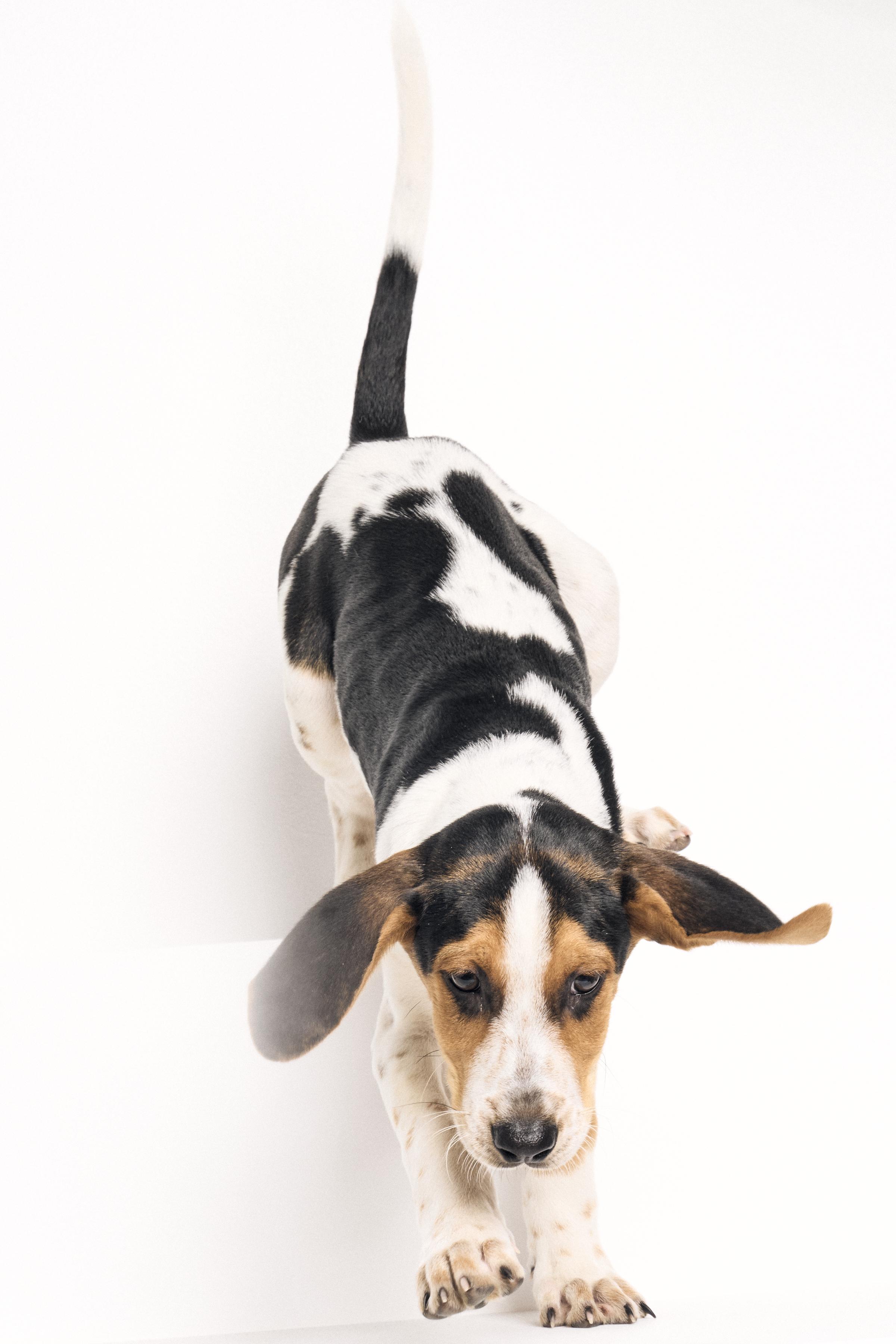 Neko, a ADOPTABLE mixed breed in Charlotte, NC image 6/6