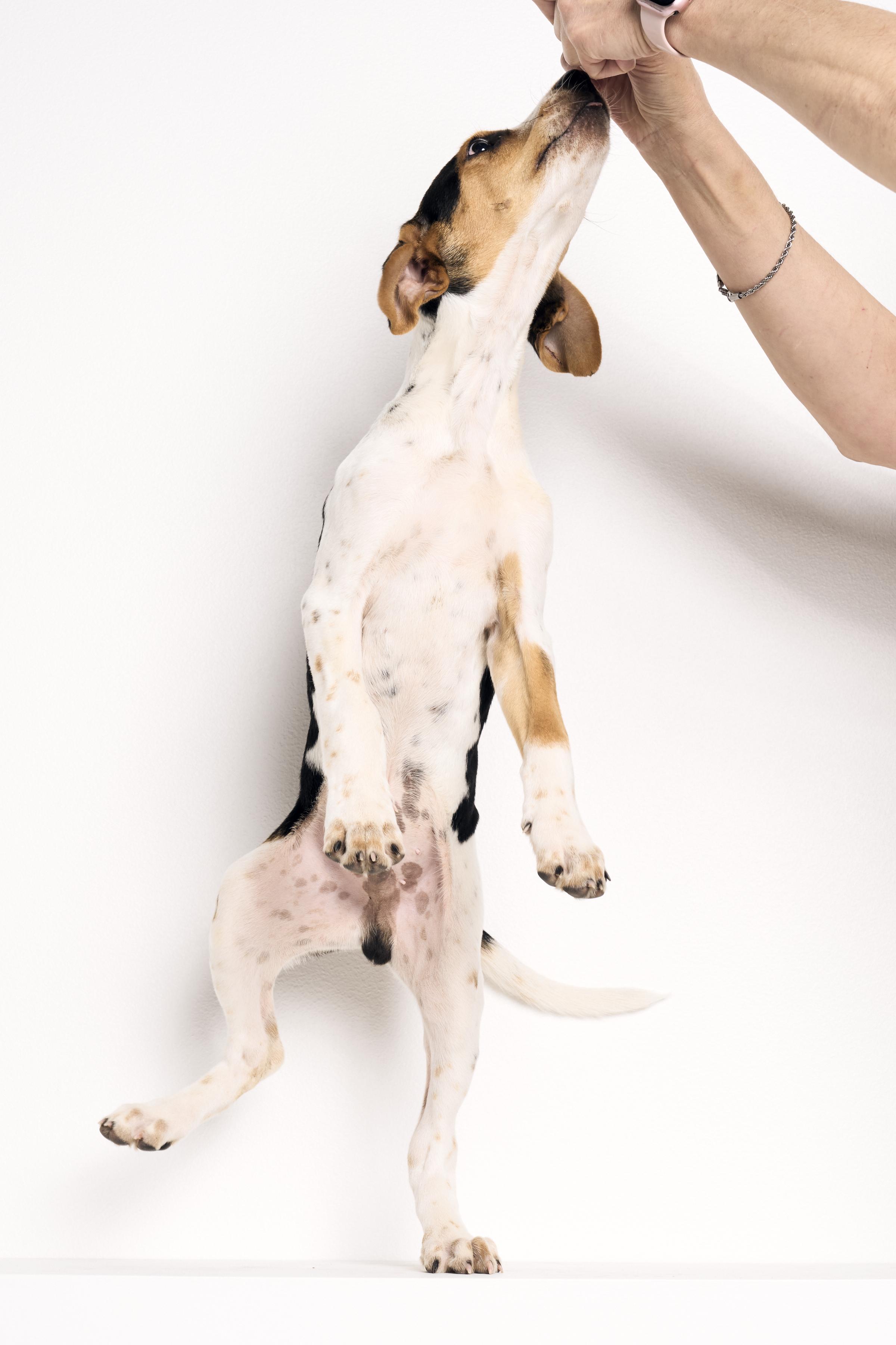 Neko, a ADOPTABLE mixed breed in Charlotte, NC image 3/6