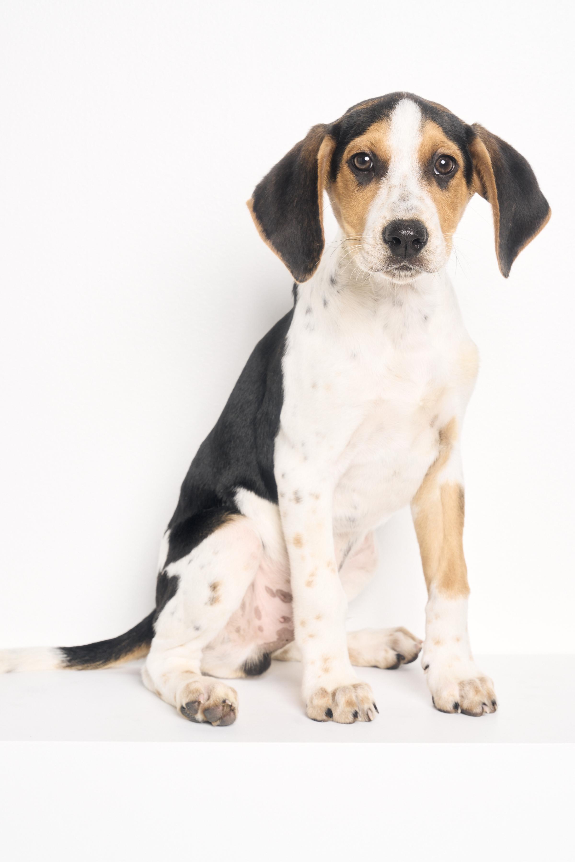 Neko, a ADOPTABLE mixed breed in Charlotte, NC image 1/6