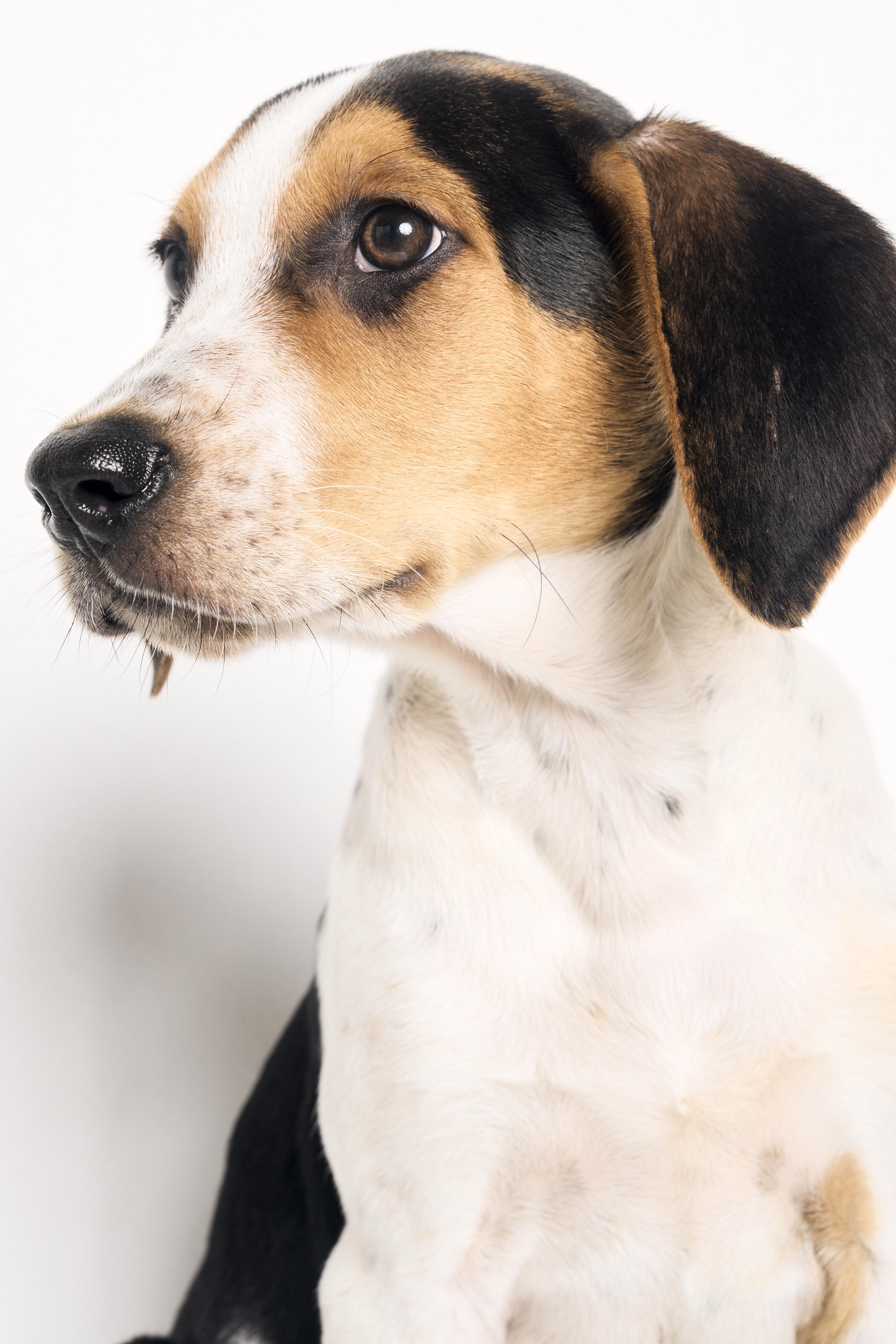 Neko, a ADOPTABLE mixed breed in Charlotte, NC image 5/6