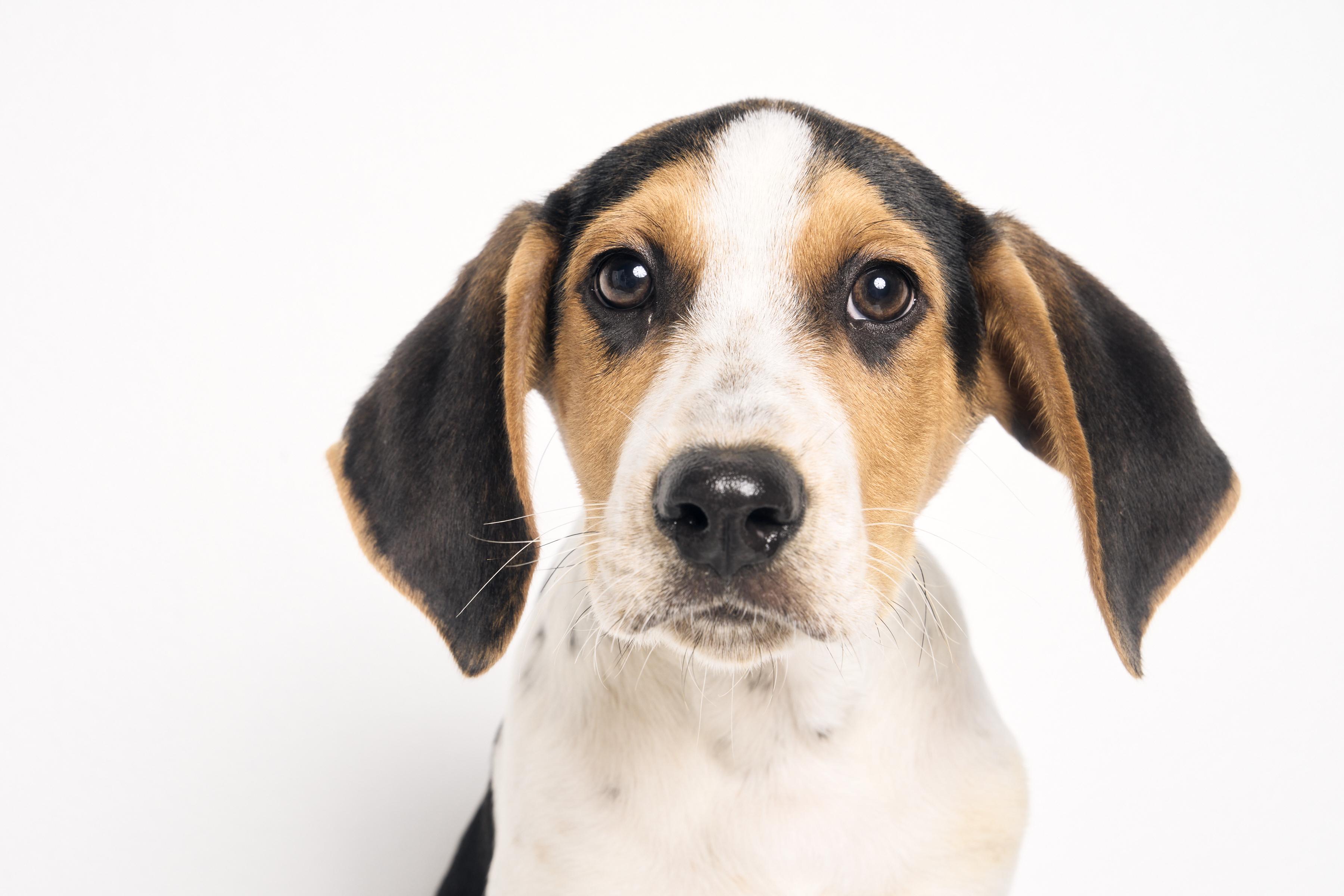 Neko, a ADOPTABLE mixed breed in Charlotte, NC image 2/6
